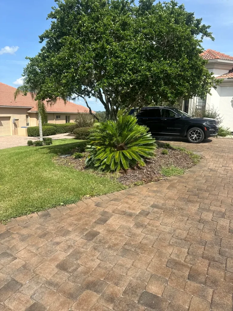 Tree Service Company in Carrollwood