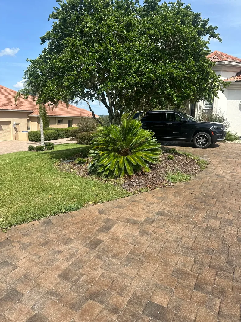Professional tree care and landscaping in Carrollwood FL