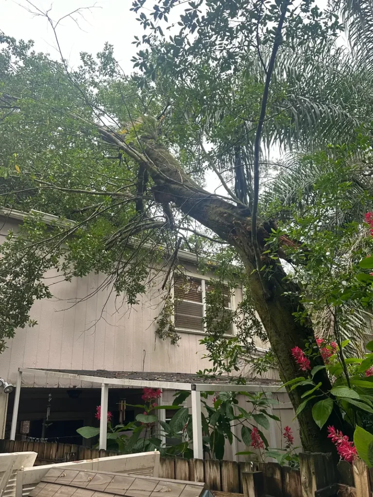 Tampa Tampa Emergency Tree Removal Services