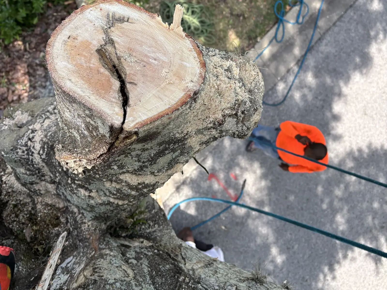 Tree trimming and pruning service in South Tampa FL